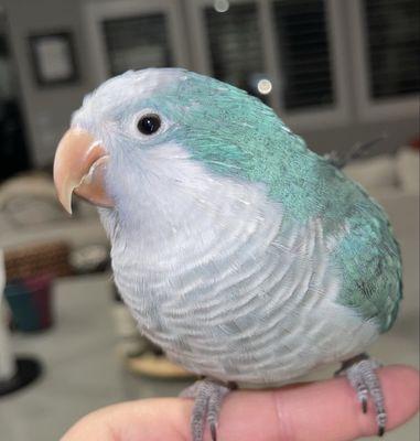 North Central Animal Hospital