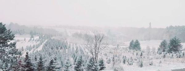 Wade Christmas Tree Farm