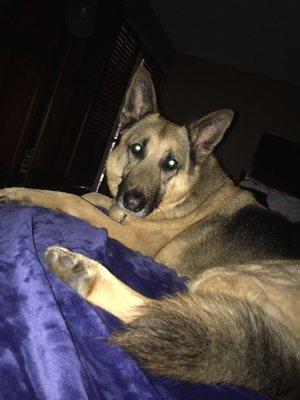 My big boy Max a German Shepherd!