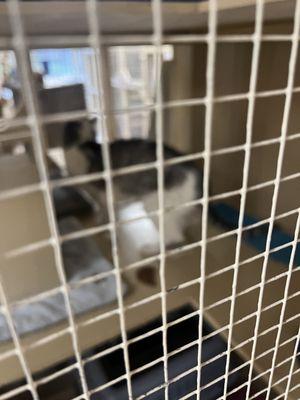 All Pets Boarding Resort