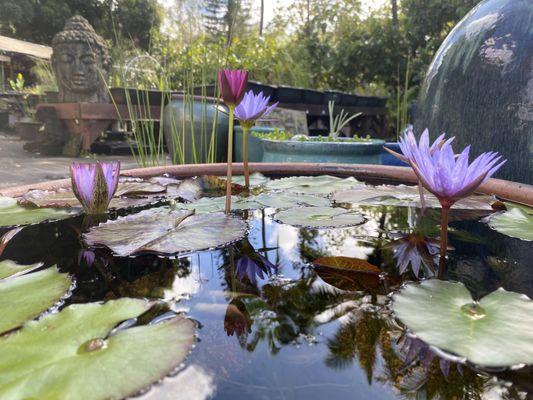 Garden Ponds Nursery