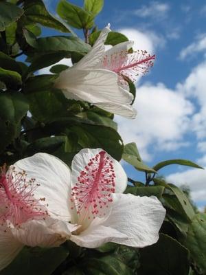 Jennell's Flowers & Pies