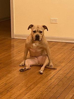 Queen Mimosa Tails Cald