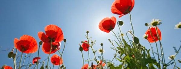 Blooming Spirit Enterprises
Debbie Pakler, PhD, Psychic Medium