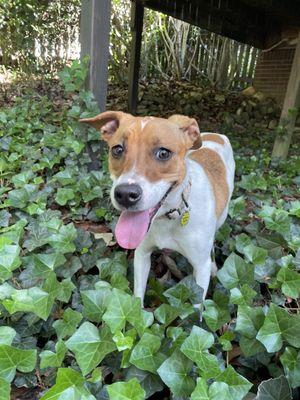 Greater Huntsville Humane Society