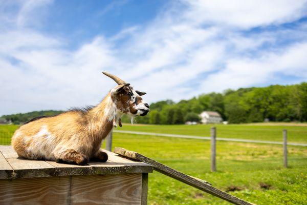 Down on the Farm Creamery