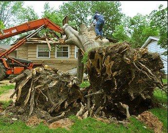 Thatcher’s Tree Service Gainesville