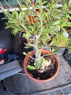 Padre Palms & Landscapes