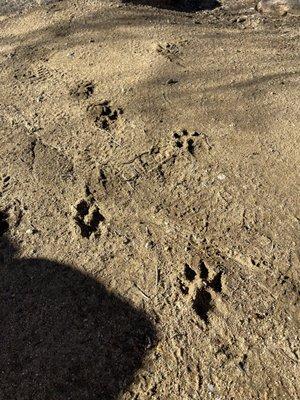 Mountain Lion tracks