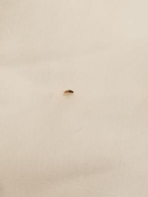 Bedbugs bit me up and down my arms not even an hour or 2 while watching tv. 3 of them evidenced 2 males and a female. Avoid this place.