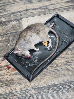 Rats Or everywhere in the ceiling in the wall. Building 31