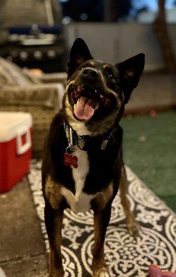 Ruff Spot Mobile Dog Training