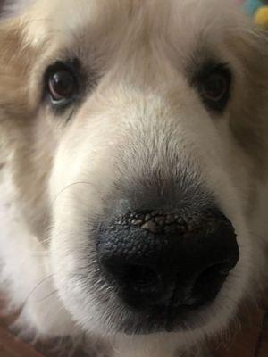 Bess’ Precious Paws