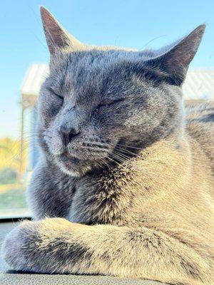 Office cat inside their location named Cirrus The Cat