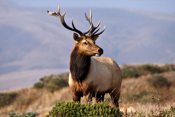 Point Reyes Elk