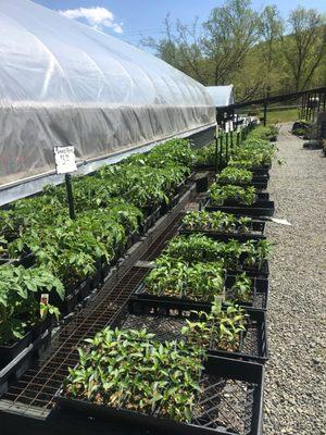 Eltzroth and Thompson Greenhouses