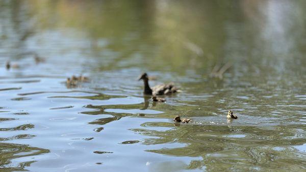 Idlewild park and the wildlife family