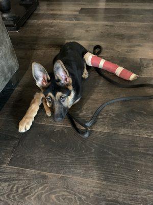 Pedley Veterinary Inc