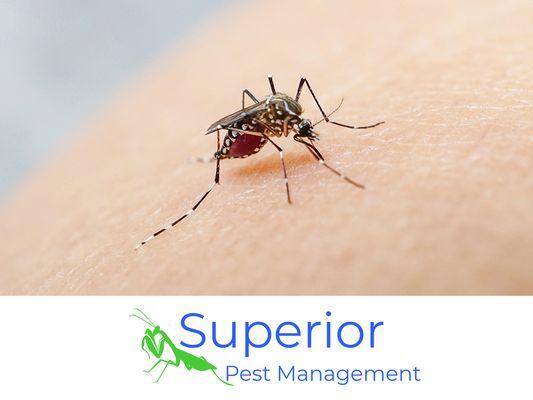 Superior Pest Management