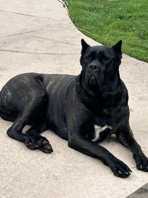 Tailwaggers Pet Sitting Services