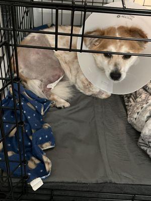 Resting after Rt hind knee ACL surgery. We followed Dr. and everything has been smooth