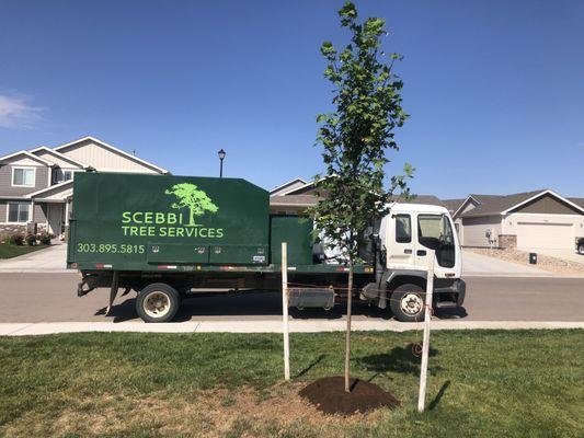 Scebbi Tree Services, LLC