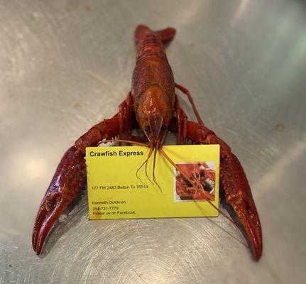 Crawfish Express