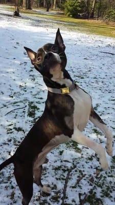 For Paws Pet Services