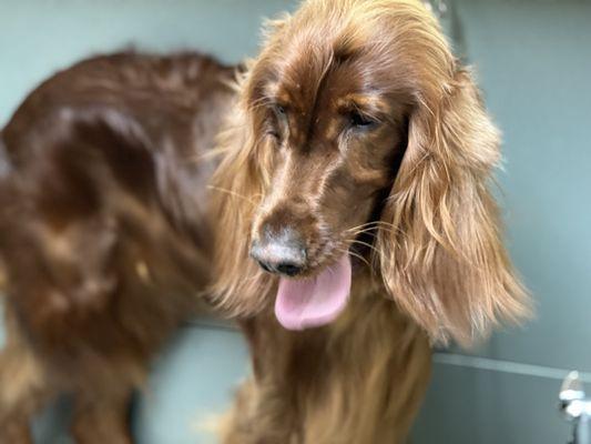 Cascade is smelling fabulous and super shiny after her bath @ Deja Groom !