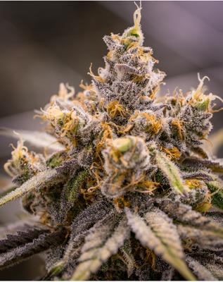 Colorado Cannabis Photo