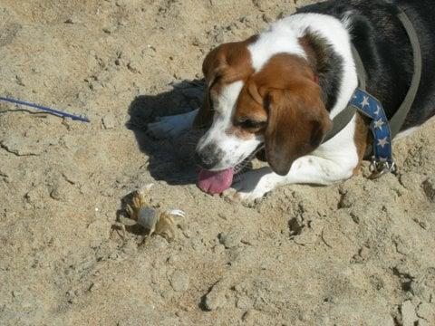 Good things Sammy learned "leave-it" at All Things Pawssible.