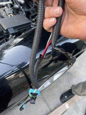 El Caballo Muffler And Auto Repair Shop