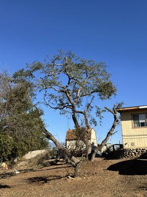 Affordable Tree Services