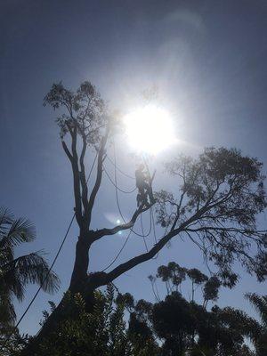 Eucaliptus Tree Removal