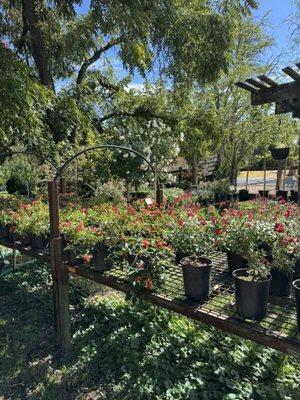 Bald Mountain Nursery