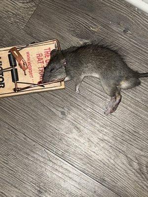 Apartamentos con ratas