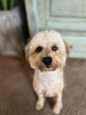 Adorable Pet Grooming Salon