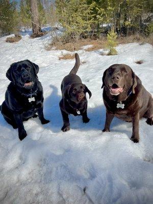 Triple L Pet Sitting Services