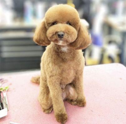 Hailey's Dog Daycare & Boarding