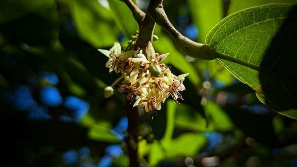 Cacao flower