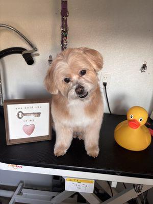 Sanroo Mobile Dog Grooming