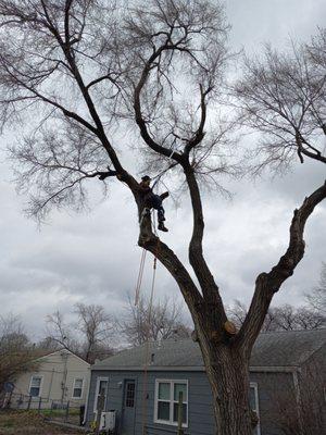 A Z Tree Service