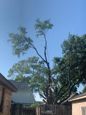 A&M Tree Service