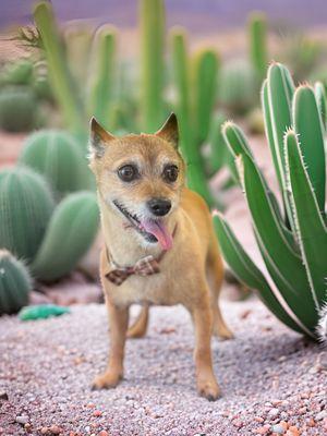 Soggy Dog Pet Grooming
