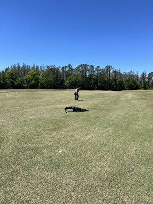 Lots of alligators this one only had 3 legs but was about 8'.