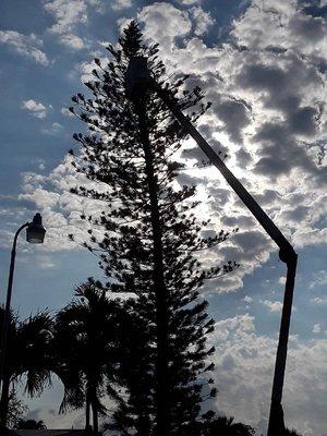 Legendary Lawn & Trees