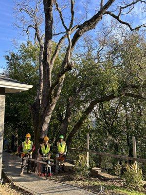 Branching out tree service