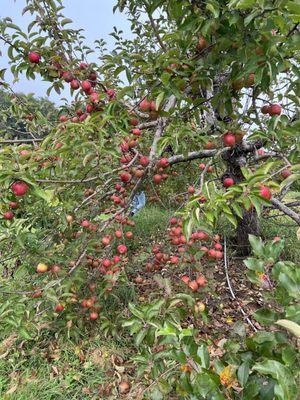 Spillers' Farm Store