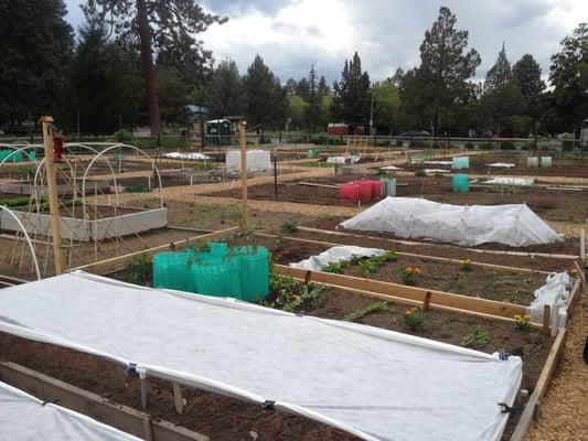 Hollinshead Park Community Garden