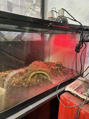 Star Plus Smog & Repair